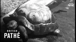 Bath Time At The Zoo. (1930)