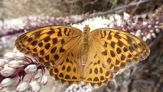 Keizersmantel/Silver washed fritillary (Argynnis paphia)