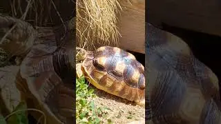 Spurred tortoise growing fast