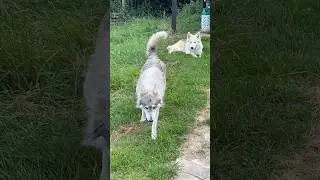 Wolfie Time Again! (Part 1) #Wolves #Experiance #WatermillWolves #Vlog #FunAndExciting