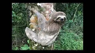 Slowpoke The Three Toed Sloth Penimon A Normal Type 