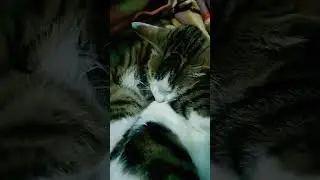 sleeping 😍beauty 💤 😴 #tiktokcats#viralreels