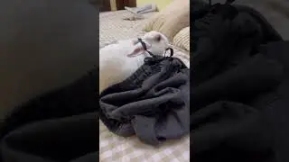 Free Roam Bunny - Playful mode