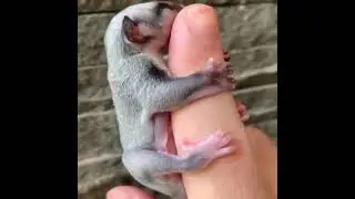 Funniest Cute Dogs Compilation 2021 #shorts