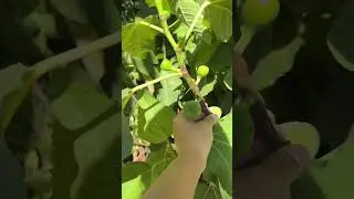 Fig plant available #figplant #flowers #bestdragonfruit #gardenplants #garden #gardendesign #nature