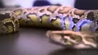CAN I EAT THAT NOVA SCIENCE NOW DiscoveryDietFood Documentary - The Best Documentary Ever