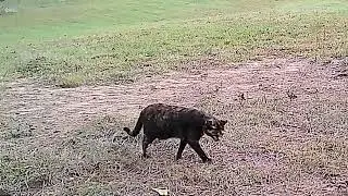 🐱10 11 2025 Daily Neighborhood Cats  Trail Cam Highlights &ndash; P&J's Farm