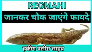 Regmahi Kya Hoti Hai | What is Sand Lizard | Hakeem Waseem | Al Qalandar dawakhana