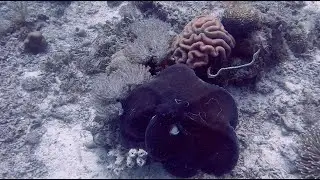 Drift diving at Nalusuan Marine Sanctuary