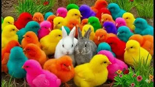 Cute & Colorful Animals | Rainbow Chicken, Cute Rabbit & Duck for Kids #4