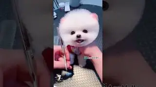 Funny Bitzz most popular video❤️|@aanvaller|@skybird666|@YouTube|Subscribe for more #viral