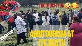 Mugambo Farm Tour -July Edition.  Strawberry Farming #Laikipia #Nyandarua #berries #jobs