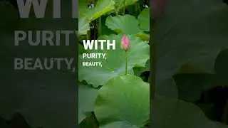 The Mystical Beauty of the Indian Lotus