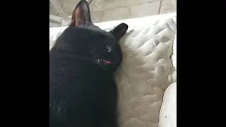 Dozing Kitty