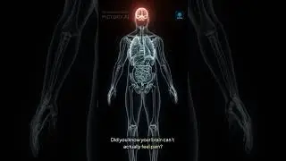 Did You Know Your Brain Can&rsquo;t Feel Pain? 🧠 | Factify AI #shorts