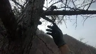 아보리스트로서 벌목 대형사고 날뻔.......초심을 다시 생각케 했던 벌목작업
