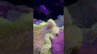Rare and Exotic Marine Fish Caught on Camera | #fish #marine #marinelife