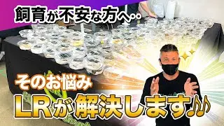 #27  初心者様必見🔰初めての爬虫類🔰不安疑問LRが解決します🎶