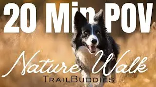 20 Min Golden Hour Nature Trail Walk |  Treadmill Friendly (No Music)