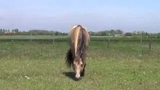 Gouden paard -  A golden Horse