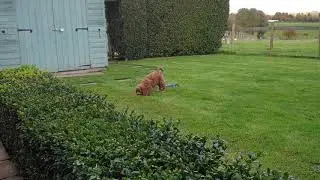 Woody Loving Running Around in the Garden