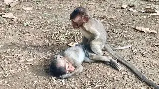 Poor baby monkey Lori so Tired, Why Aiden sit on Lori many time like this? Pity Lori.
