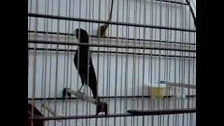 Canto clássico de bicudo goiano batuque