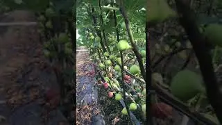 The fruit you're like it too much#foryou #trending #best_of_life #viral #fruit