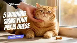 5 Warning Signs Your Pet is Obese