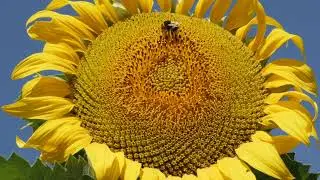 Soothing Piano With Beautiful Nature for Relaxation and Meditation