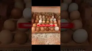 New daily egg collection record! #chicken #homestead #poultryfarming #egg #poultry  #youtube