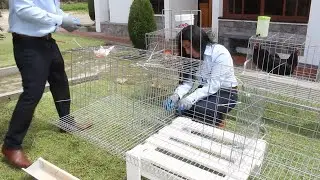 JAULAS PARA GALLINAS DE TRASPATIO MIAVE