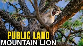 PUBLIC LAND MOUNTAIN LION HUNT - Part 1
