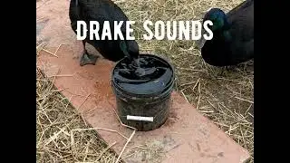 Male Cayuga duck sounds