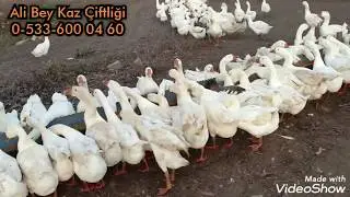 Yumurta Öncesi Kazlarımızı Nasıl Besliyoruz?
