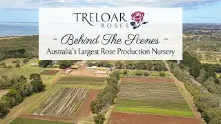 About Us  - Treloar Roses - Australia's Largest Rose Production Nursery