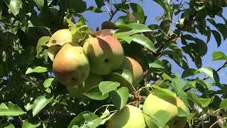 Visit the Pear orchards full of fruit in Montreal, Quebec, Canada.