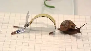 Nature vs Technology: Bioinspired robot races with its biological model