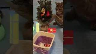Why are they so active🐱#cat #xmas #treedecorating