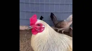 Pure Greys Chocolate Albany And Bulik Mclean Hatch Melsims | ANTHONY BUG GAMEFARM