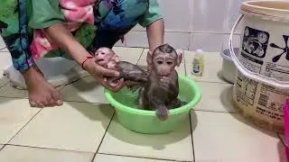 Newborn Baby Monkeys First Bath 🛁 | Cute & Gentle Monkey Care Routine