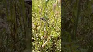 California striped racer in the Crafton hills