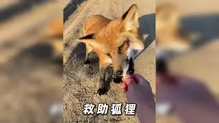小哥钓鱼时巧遇饥饿狐狸，没想到好心投喂后，竟有意外收获！