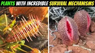 Unbelievable Plant Survival Mechanisms That Defy Nature!