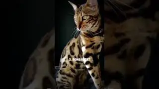 5 KUCING TERMAHAL || TERAKHIR HARGANYA SEKITAR US$ 125 RIBU ATAU SEKITAR 1,7 MILIAR SETARA RUMAH 🥲