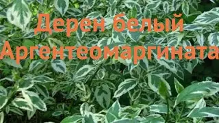 Дерен белый Аргентеомаргината (cornus alba) 🌿 обзор: как сажать, саженцы дерена Аргентеомаргината