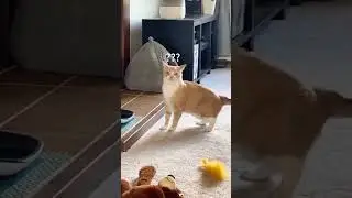 &ldquo;POV your cat gives you that look 😼&rdquo; #funny #cat#funnyvideo #cats#fyp