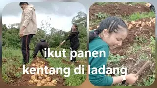 Memanen kentang @BALANG-y8s 