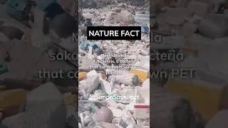 Bacteria That Can Eat Plastic: A Possible Solution to Pollution