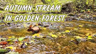 Autumn Stream in Golden Forest   Relaxation & Sleep Sounds